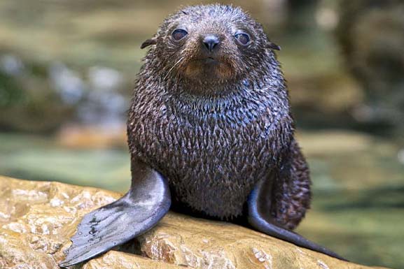 seal
