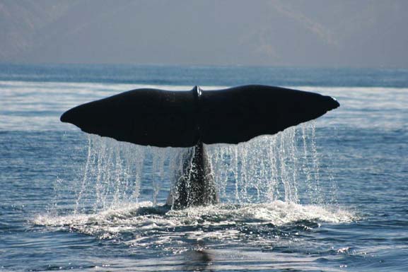 whale